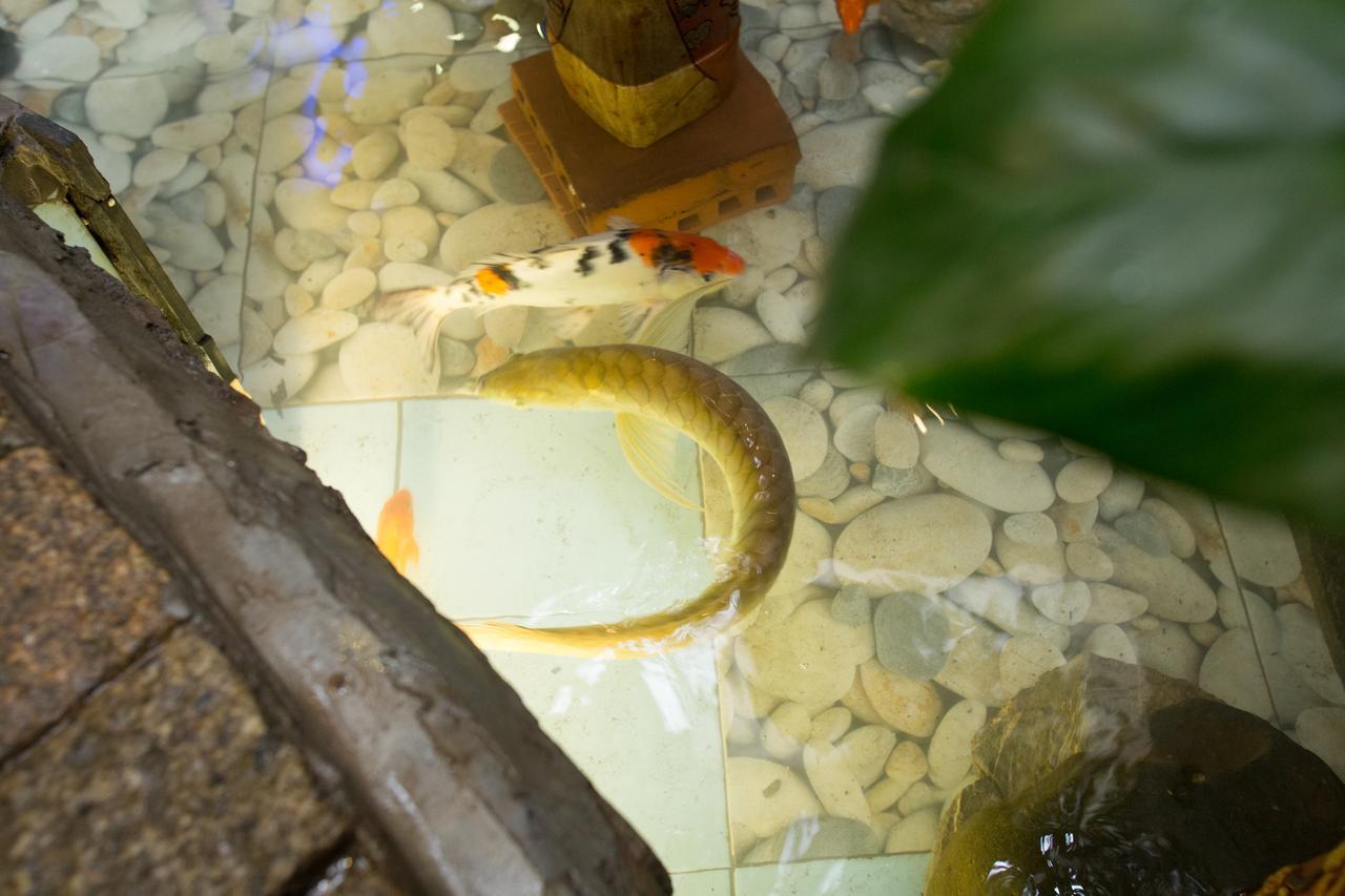 Cheetah Hostel Ανόι Εξωτερικό φωτογραφία